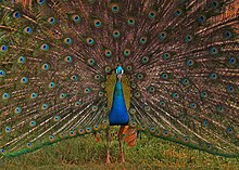 Indian peafowl display Fan of Colours.jpg