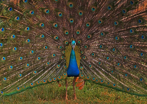 Indian peafowl display