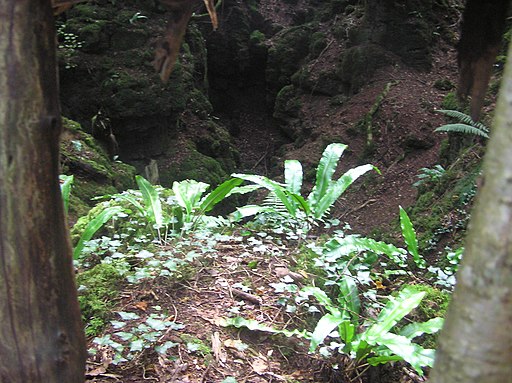 Ferns and a big hole - Puzzlewood - July 2011 - panoramio