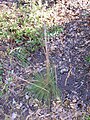 Festuca elegans Habitus 2011-6-23 SierraMadrona.jpg