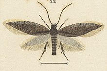 Fig 22 MA I437909 TePapa Plate-XLVIII-The-butterflies full (cropped).jpg