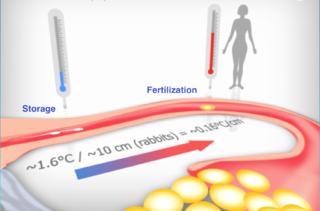 <span class="mw-page-title-main">Sperm thermotaxis</span>