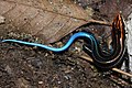 Five-striped Blue-tailed Skink (Plestiodon elegans) 藍尾石龍子.jpg