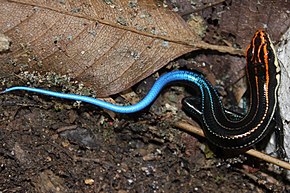 Descripción de la imagen Eslizón de cola azul de cinco rayas (Plestiodon elegans) 藍 尾 石龍子 .jpg.
