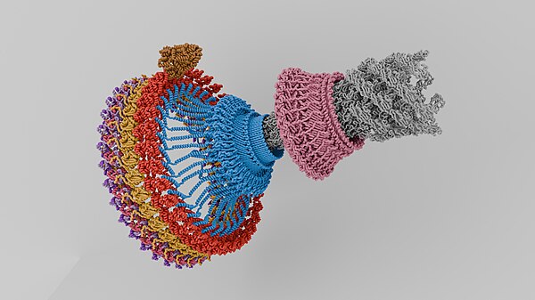 Bacterial flagellar motor assembly: Shown here is the C-ring at the base with FliG in red, FliM in yellow, and FliN in shades of purple; the MS-ring i