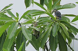 Flickr - Rainbirder - White-faced Starlings (Sturnia albofrontata).jpg