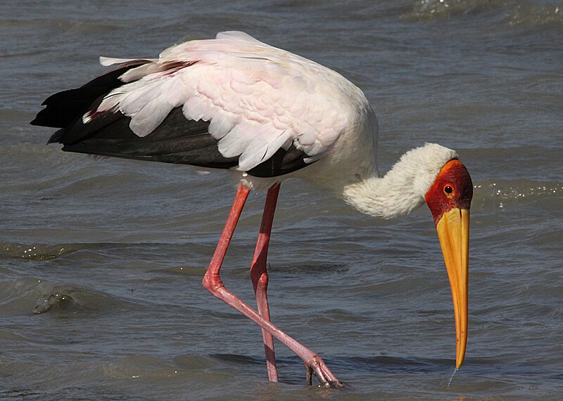 File:Flickr - don macauley - Mycteria ibis 3.jpg