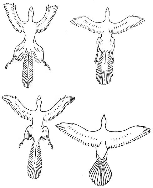 File:Flight stages.jpg