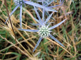 Fortune Salaire Mensuel de Eryngium Amethystinum Combien gagne t il d argent ? 1 000,00 euros mensuels