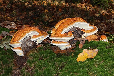 Red Banded Polypore (Fomitopsis pinicola)