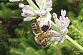 Foolhardy bee (FG) (10627730134).jpg