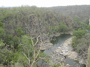 Forest in Madhya Pradesh Forests of MP.JPG