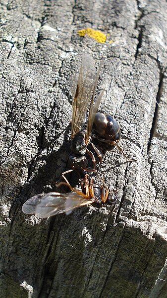 File:Formica sp. Mating - Thunder Bay, Ontario 2012-08-05.jpg