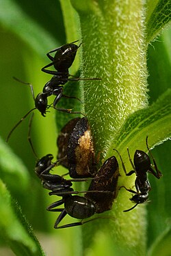 Formica sp. tending Publilia sp.