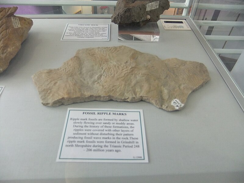 File:Fossil ripple marks, Ludlow Library - DSCF2151.JPG