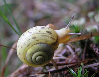 <i>Fruticicola fruticum</i> species of mollusc