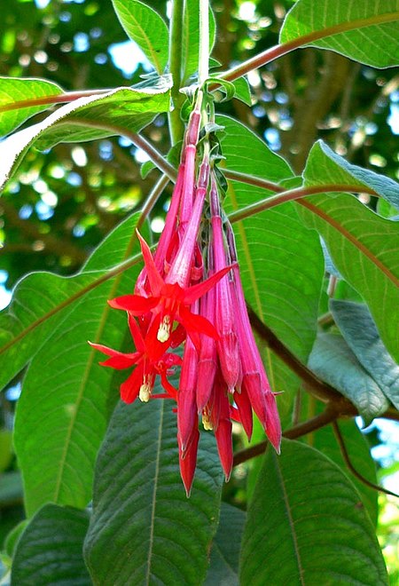 Fuchsia boliviana 3.jpg