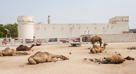 Fuerte Al Koot, Doha, Catar, 2013-08-06, DD 03.JPG