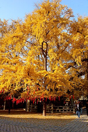 쥐현: 중화인민공화국 산둥 성(山東省) 르자오 시(日照市)의 현(縣)급 행정 구역