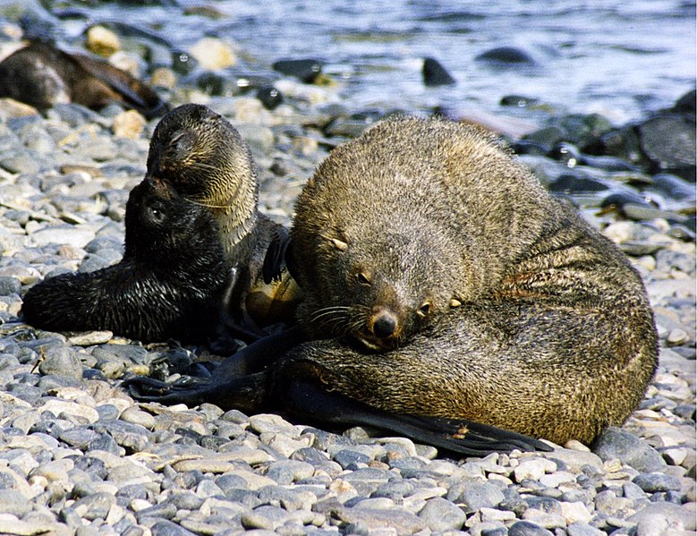 File:Fur seals at south georgia.jpg