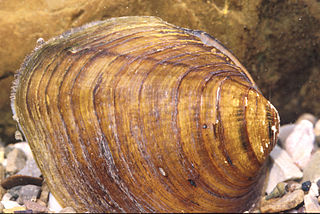 Long solid mussel species of mollusc