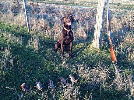 A GSP after a successful hunt for stubble quail
