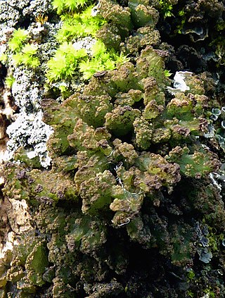 <i>Gabura</i> Genus of lichens