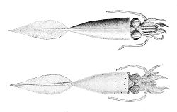 Galiteuthis phyllura.jpg