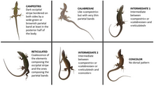 The six main Podarcis siculus dorsal pattern categories found in the Tuscan Archipelago Gallozzi, F. et al. (2022). Fig. 2.png