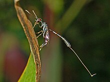 Gasteruptiidae - Gasteruption jakulyator-1.JPG