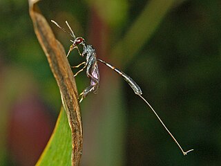 <i>Gasteruption</i> Genus of wasps