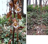 Gastrodia procera