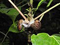 Gastropods land snails mating by Raju Kasambe DSCN7215 05.jpg