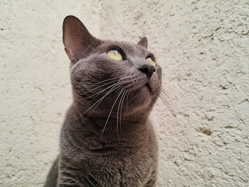 File:Gato gris domestico.jpg