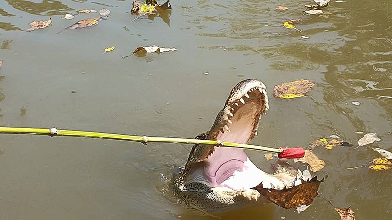 File:Gator in Lousiana bayou eats.jpg