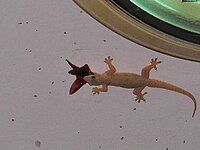 Gecko frißt Insekt  Thailand