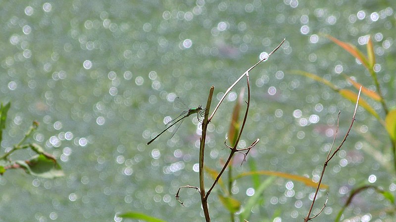 File:Gemeine Binsenjungfer (Lestes sponsa) im Uferbereich von einem der großen Teiche im Naturschutzgebiet "Westerwaldgrube bei Talheim".jpg