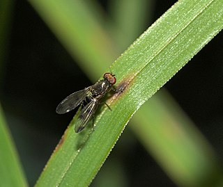 <i>Geomyza tripunctata</i> Species of fly