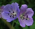 Flores actinomórficas de Geranium pratense