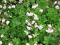 Geranium ×cantabrigiense