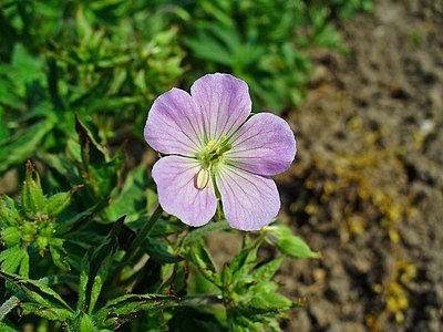 Geranium maculatum Flower