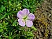 Geranium maculatum 0002.JPG