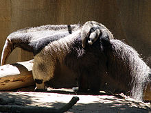 Giant Anteater with child.jpg