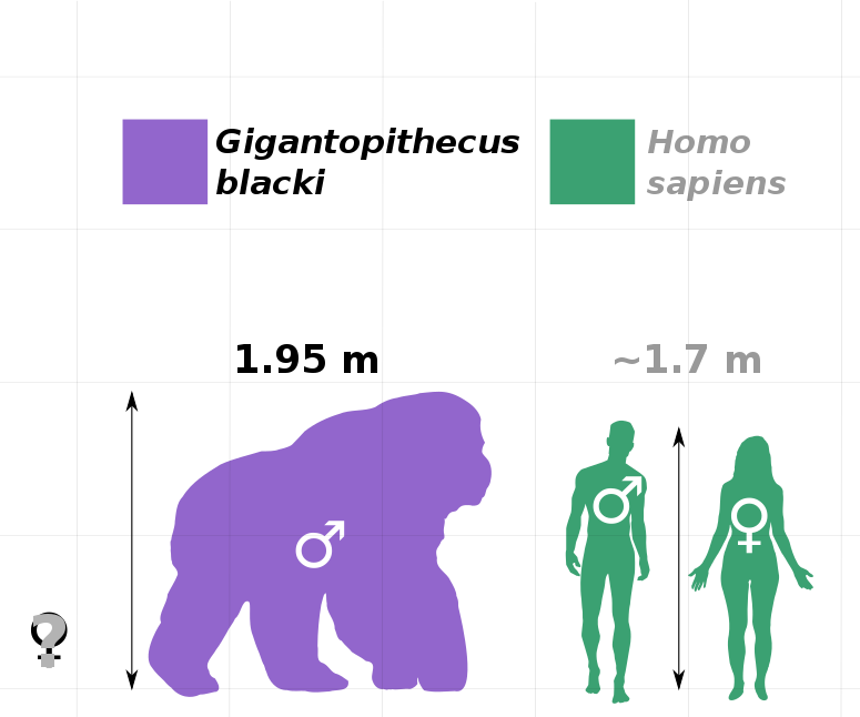 775px-Gigantopithecus_v_human_v1.svg.png