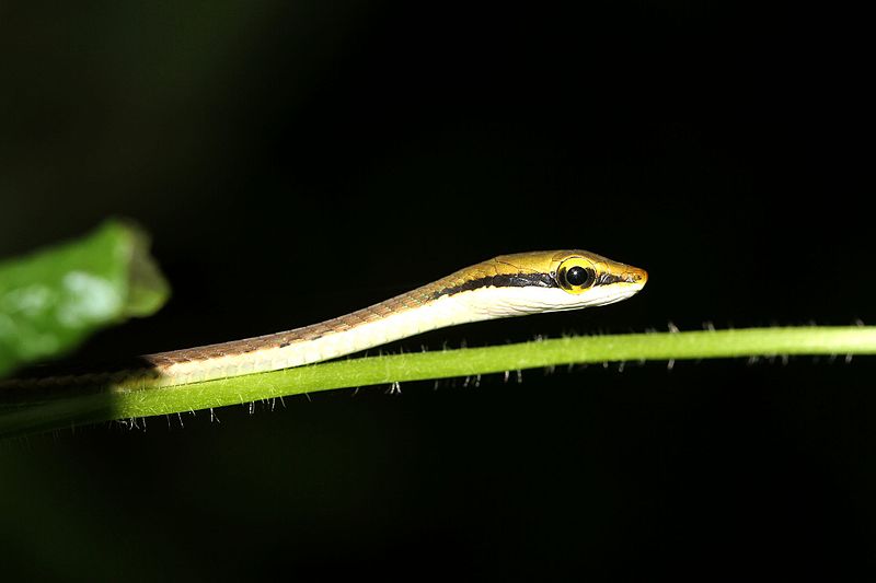 File:Giris Bronzeback tree snake.jpg