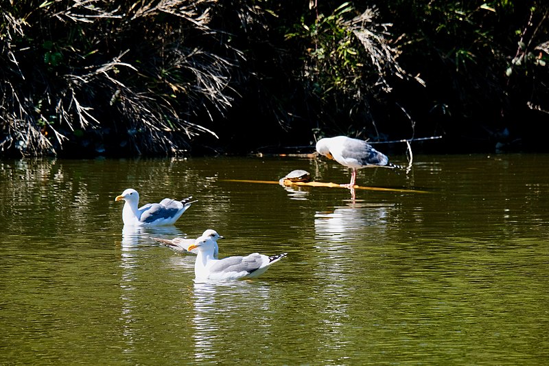 File:Golden Gate Park - Lloyd Lake - March 2018 (1936).jpg