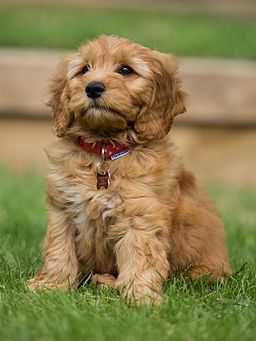 golden teddy bear dog