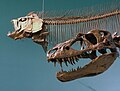 Gorgosaurus libratus - Xiphactinas audax - Wallace Building (4043230505).jpg