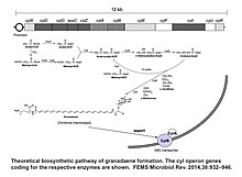 Proposed metabolic pathway for granadaene biosynthesis Granadaene pathway.jpg