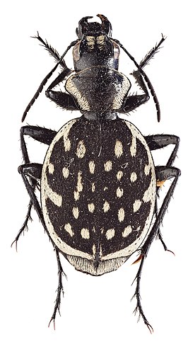 Graphipterus luctuosus